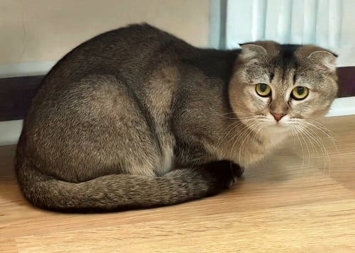 BELLA Q - Scottish Fold / Domestic Short Hair available for adoption