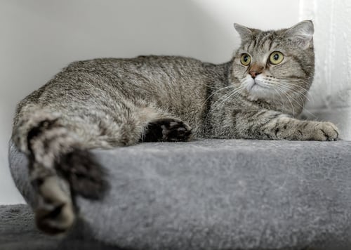 BELLA Q - Scottish Fold / Domestic Short Hair available for adoption