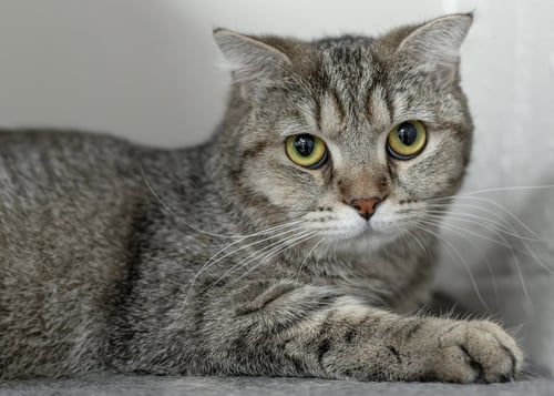 BELLA Q - Scottish Fold / Domestic Short Hair available for adoption