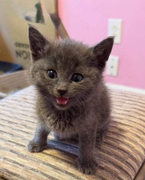 INDY - Russian Blue / Domestic Short Hair available for adoption