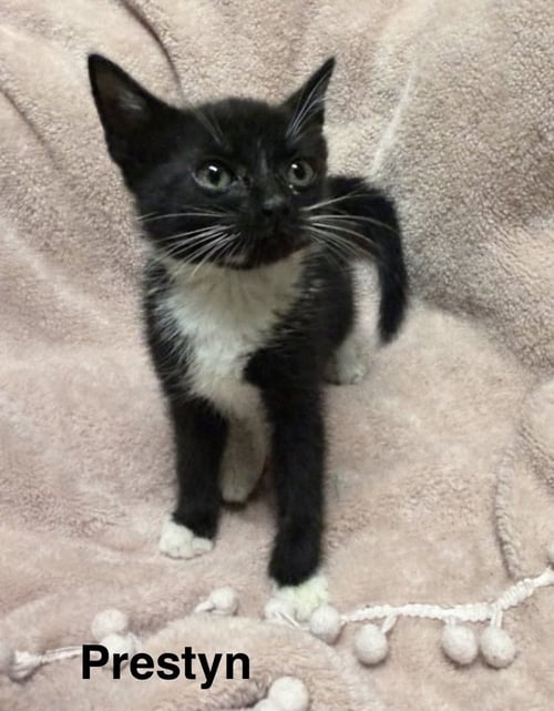 PRESTYN - Domestic Short Hair available for adoption