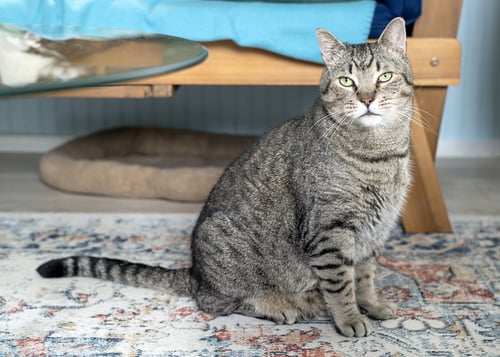 BRYN - Tabby / Domestic Short Hair available for adoption