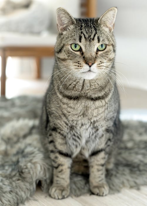 BRYN - Tabby / Domestic Short Hair available for adoption