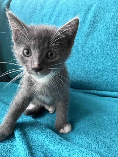 SPRITE - Domestic Short Hair available for adoption