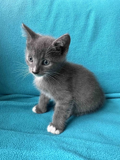 SPRITE - Domestic Short Hair available for adoption