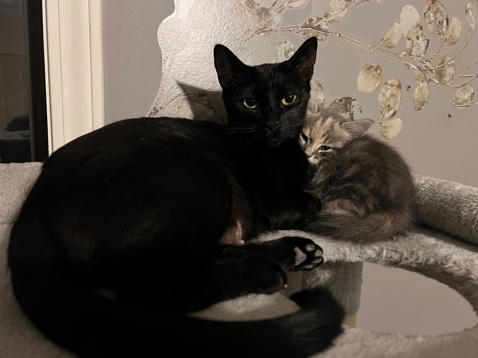 KINKAJOU - Domestic Short Hair available for adoption