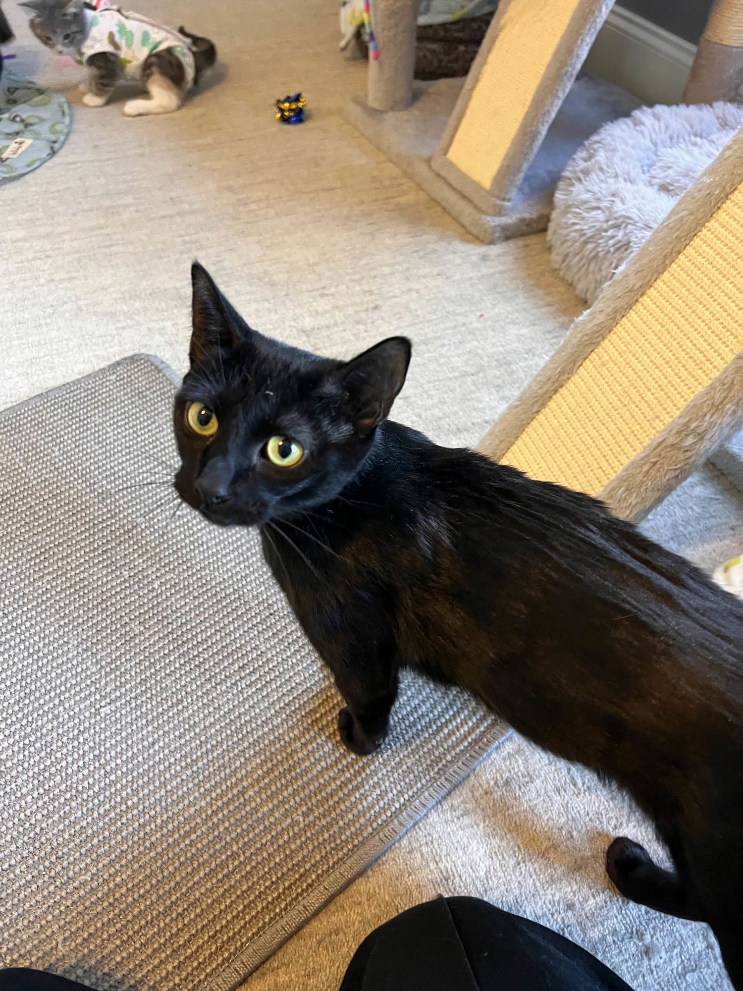 KINKAJOU - Domestic Short Hair available for adoption