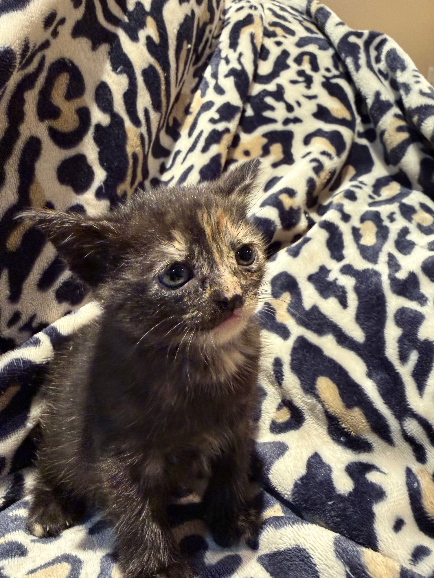 TWIX - Tortoiseshell / Domestic Short Hair available for adoption