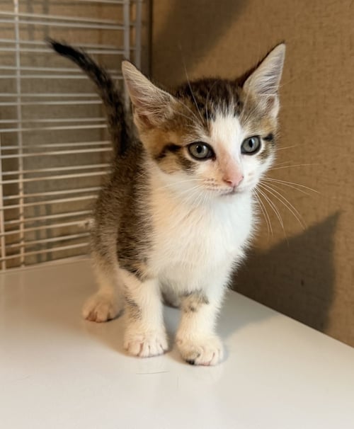 NIGEL - Tabby / Domestic Short Hair available for adoption