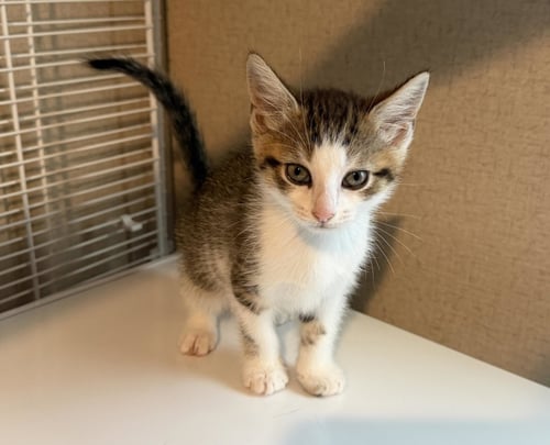 NIGEL - Tabby / Domestic Short Hair available for adoption