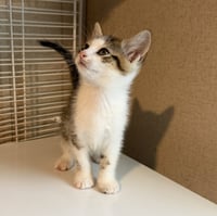 Nigel - Photo 4