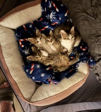 Nigel - Photo 5