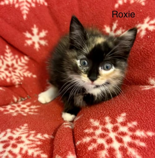 ROXY - Calico / Domestic Short Hair available for adoption