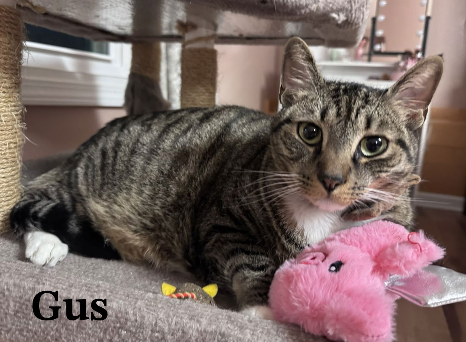 GUS - Tabby / Domestic Short Hair available for adoption