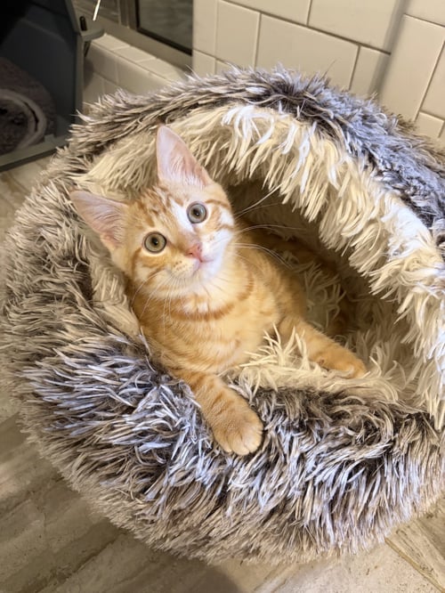 RED ROCKET - Domestic Short Hair / Tabby available for adoption