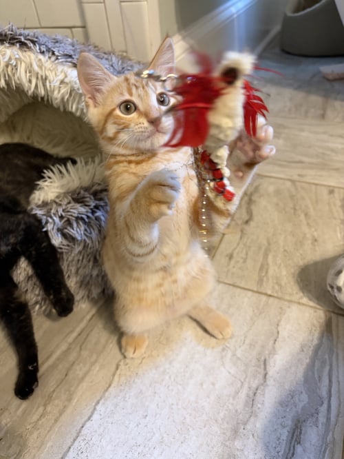RED ROCKET - Domestic Short Hair / Tabby available for adoption