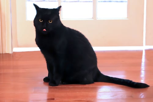 ANGUS - Domestic Short Hair available for adoption