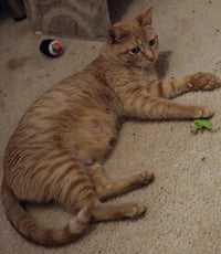 Nilla - Photo 1