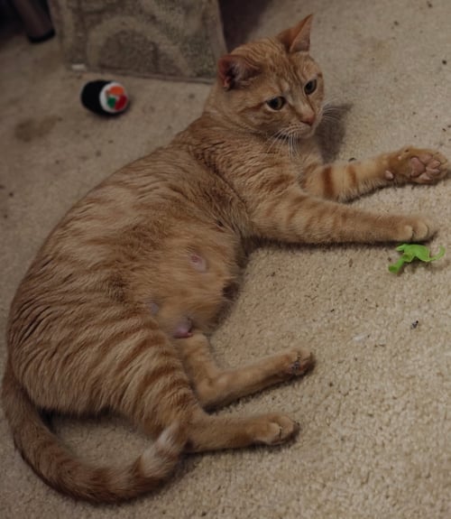 NILLA - Tabby / Domestic Short Hair available for adoption