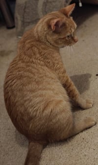 Nilla - Photo 2