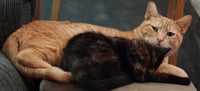 Nilla - Photo 4
