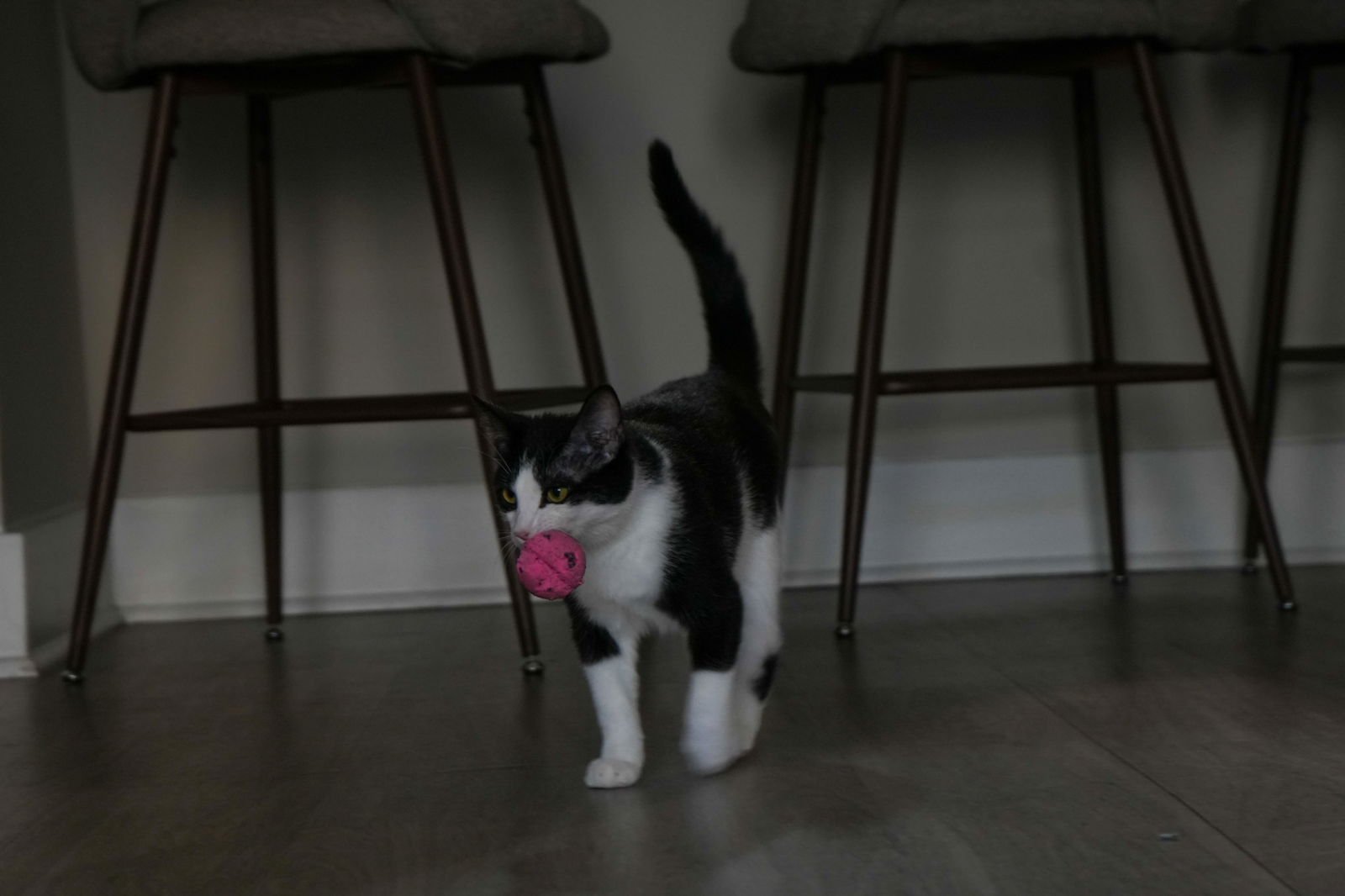 POSEY - Domestic Short Hair available for adoption