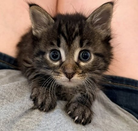 ALEISTER - Tabby / Domestic Short Hair available for adoption