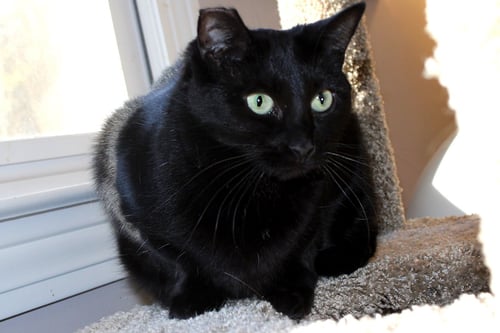 COLE (COAL) - Bombay / Domestic Short Hair available for adoption