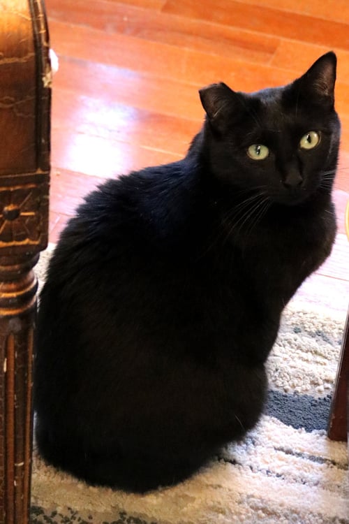 COLE (COAL) - Bombay / Domestic Short Hair available for adoption