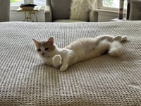 Creamsicle - Photo 2