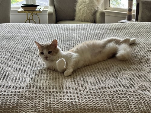 CREAMSICLE - Domestic Short Hair available for adoption