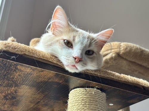 CREAMSICLE - Domestic Short Hair available for adoption