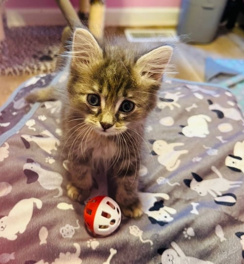 KHLOE - Tabby / Domestic Short Hair available for adoption
