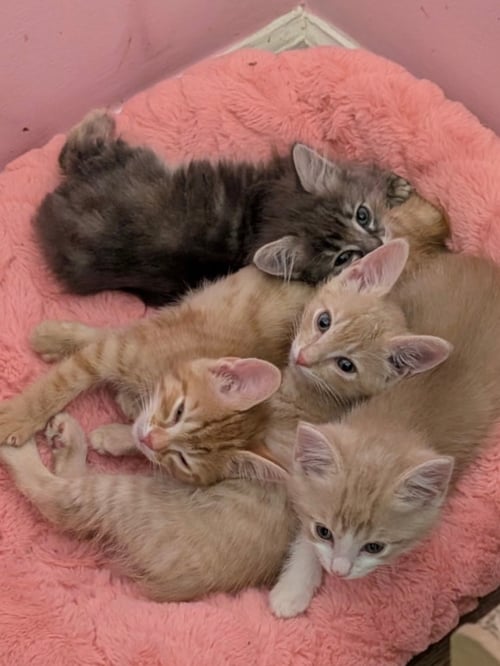 KHLOE - Tabby / Domestic Short Hair available for adoption