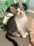 MATCHA - Tabby / Domestic Short Hair available for adoption