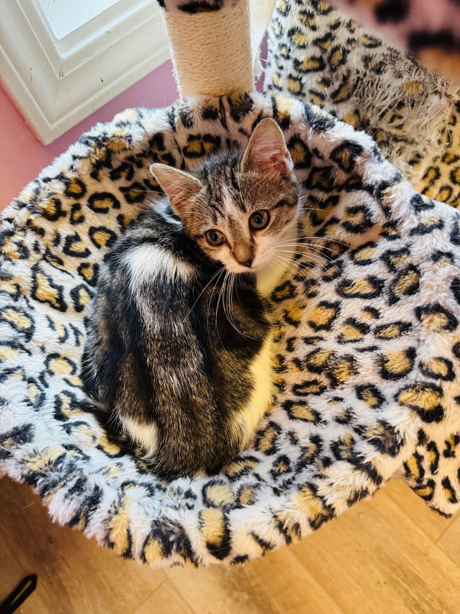 EMERALD - Tabby / Domestic Short Hair available for adoption