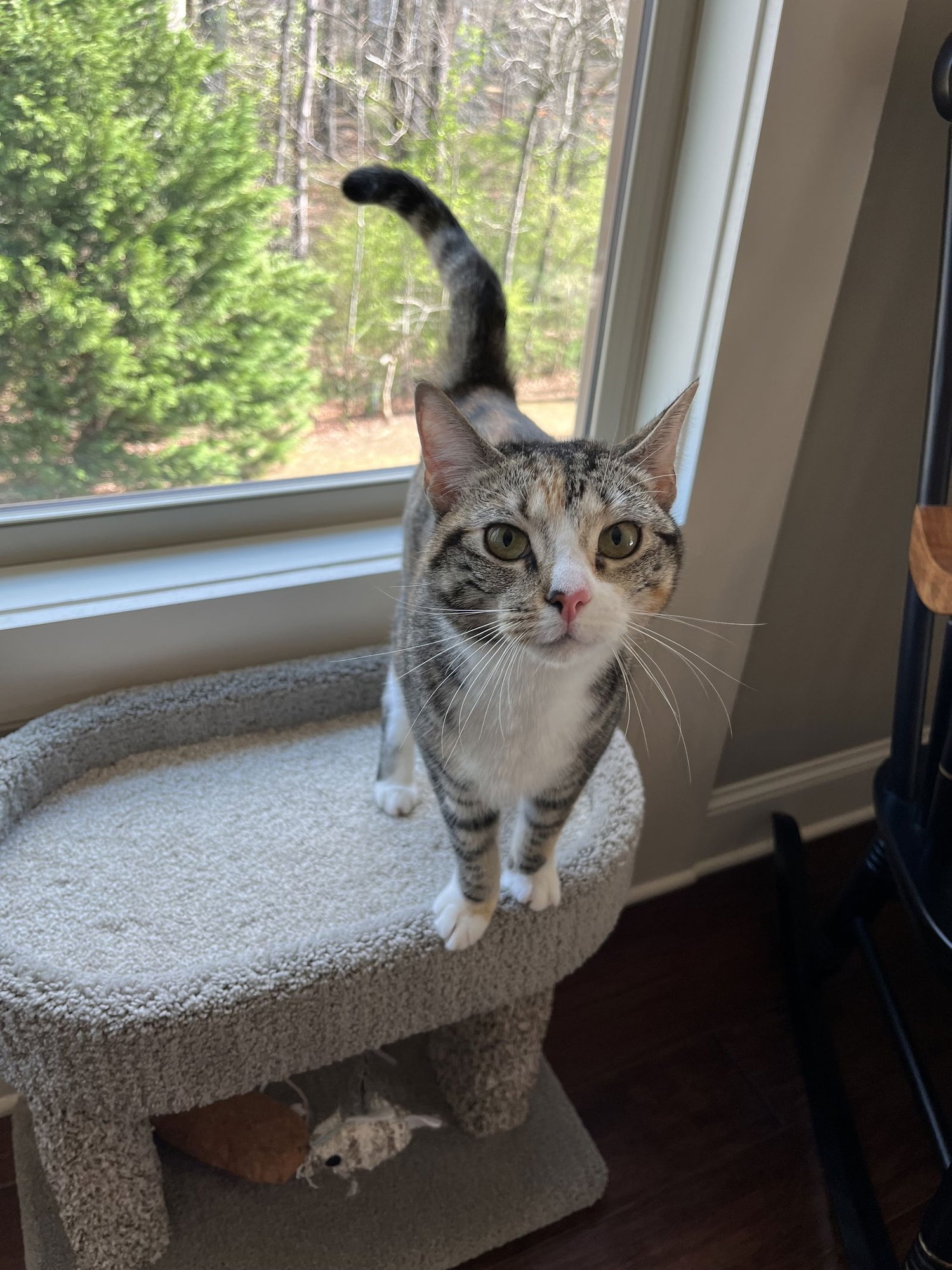 SAMANTHA CLAIRE - Tabby / Domestic Short Hair available for adoption