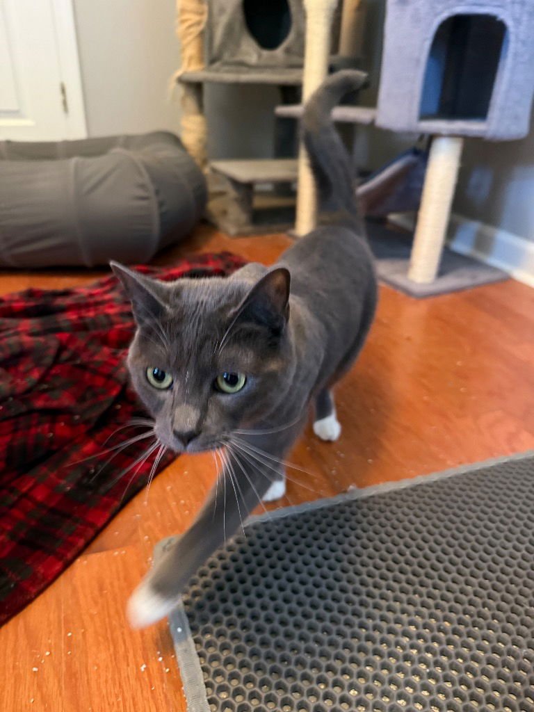 NOONA - Domestic Short Hair available for adoption