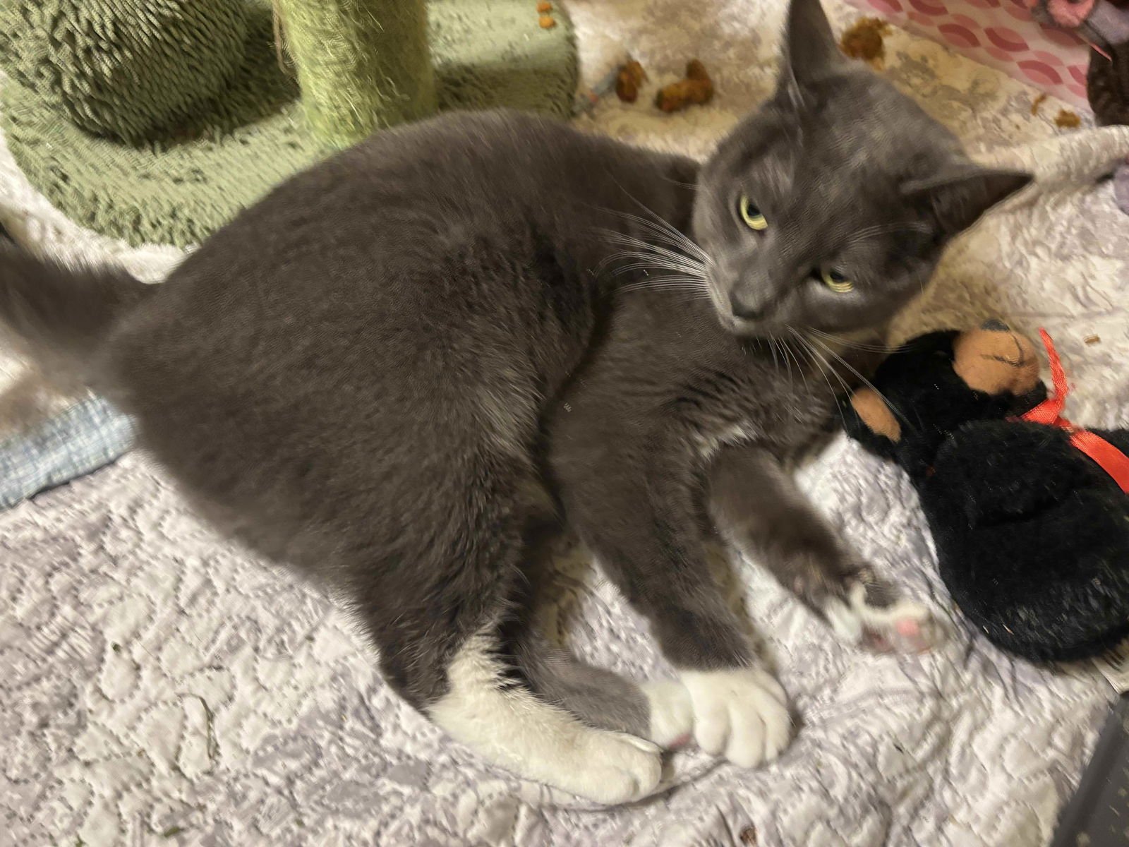 NOONA - Domestic Short Hair available for adoption