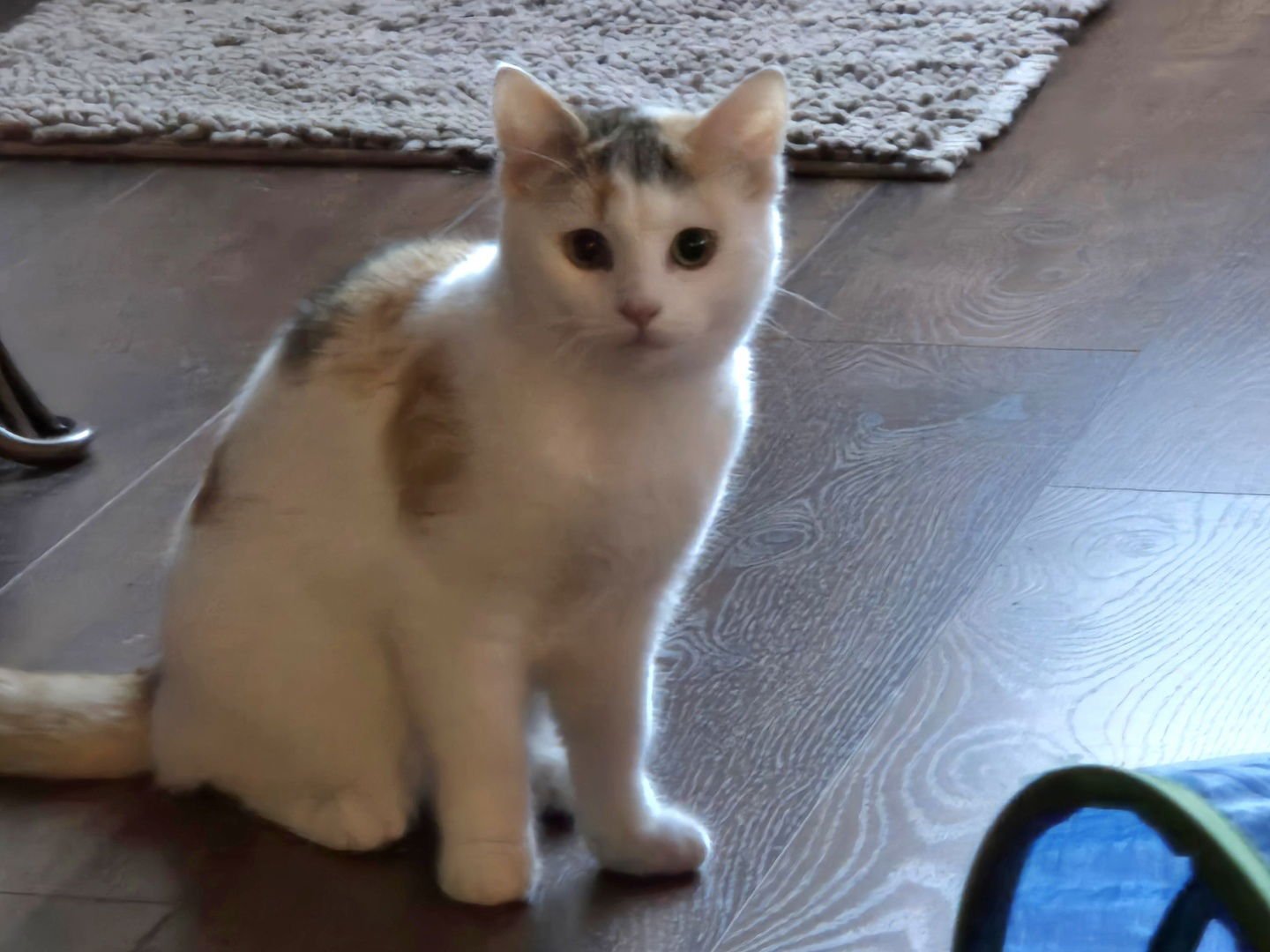 PURRY - Domestic Short Hair / Calico available for adoption