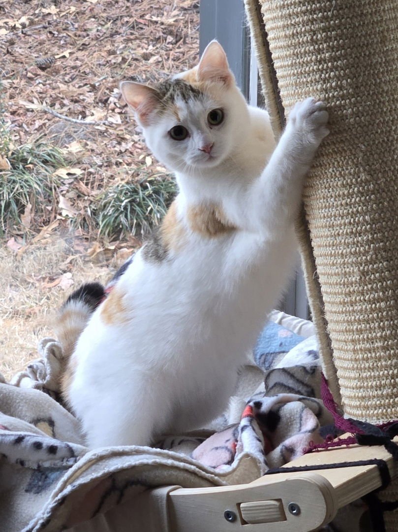 PURRY - Domestic Short Hair / Calico available for adoption