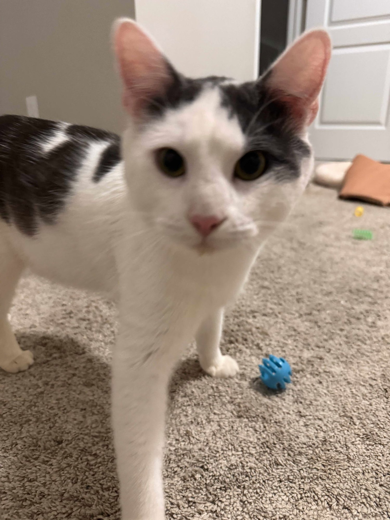 FINLAY - Domestic Short Hair available for adoption