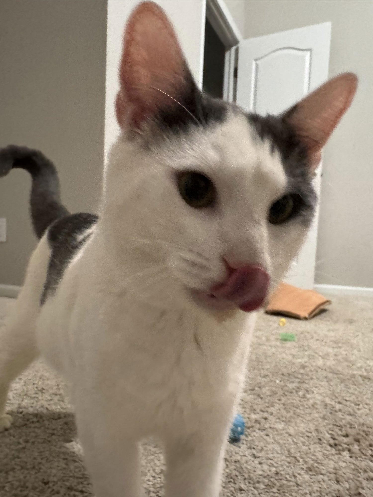 FINLAY - Domestic Short Hair available for adoption