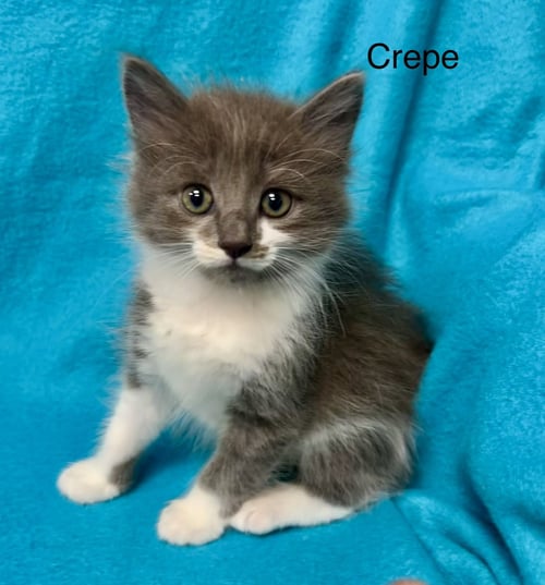 CREPE - Domestic Short Hair available for adoption