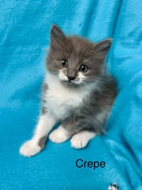 Crepe - Photo 2