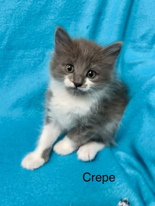 CREPE - Domestic Short Hair available for adoption