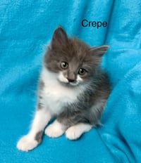 Crepe - Photo 3