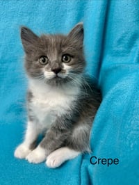 Crepe - Photo 4