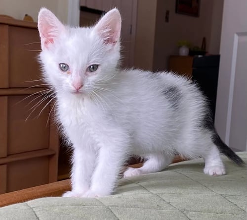 FOOTLOOSE - Domestic Medium Hair available for adoption