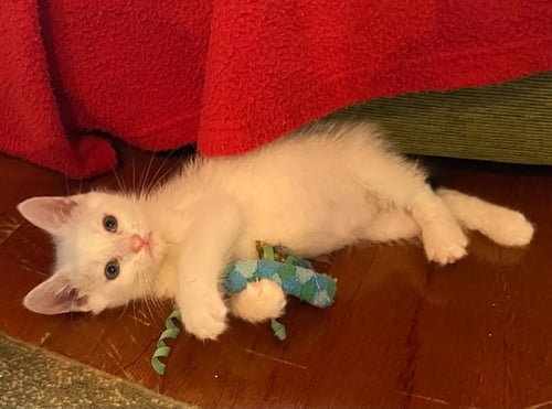 FOOTLOOSE - Domestic Medium Hair available for adoption